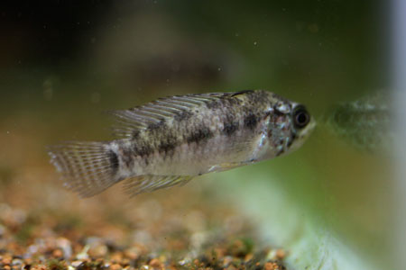 Apistogramma "Viel Fleck"