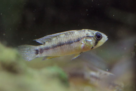 Apistogramma "Viel Fleck"