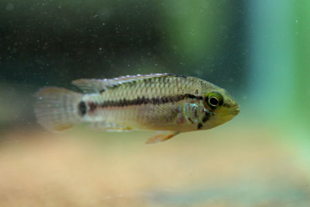 Apistogramma "Viel Fleck"