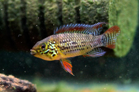 Apistogramma "Viel Fleck"