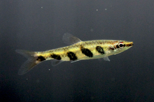 Nannostomus espei