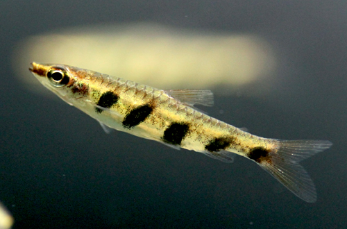 Nannostomus espei