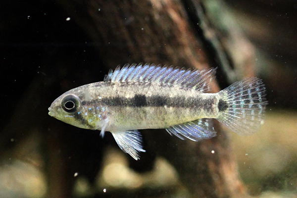 Apistogramma sp. "Tique"