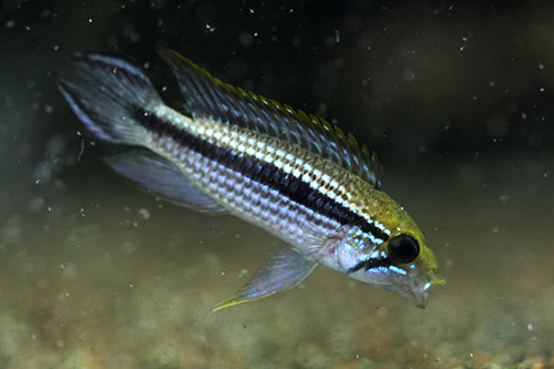 AKVW[ "ebtF" S-class