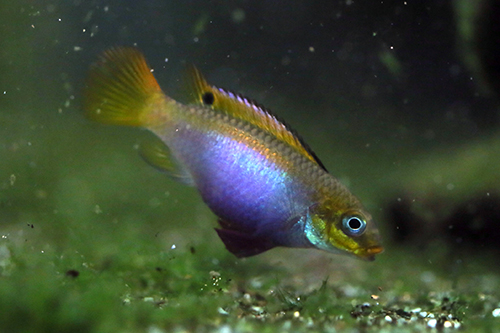 Pelvicachromis taeniatus "Lobe"