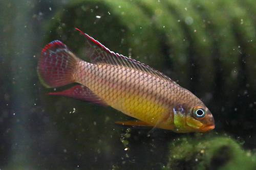 Pelvicachromis taeniatus "Lobe"