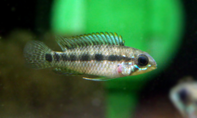 Apistogramma cf. personata 