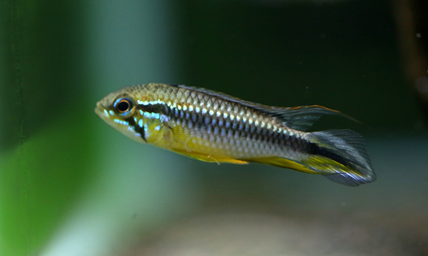 Apistogramma cf. personata 