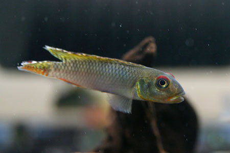 Nanochromis teugelsi