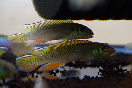 Nanochromis teugelsi