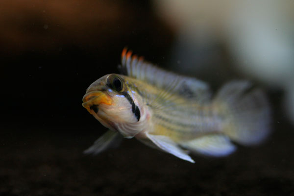 Apistogramma norberti