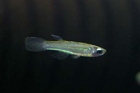 Aplocheilichthys macrophthalmus