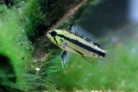 Ap. trifasciata "Pantanal"(WILD)