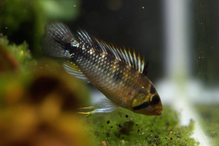 Ap. rositae(WILD)
