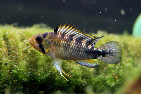 Ap. rositae(WILD)